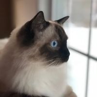 Attleboro Veterinary Clinic ico