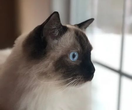 Attleboro Veterinary Clinic