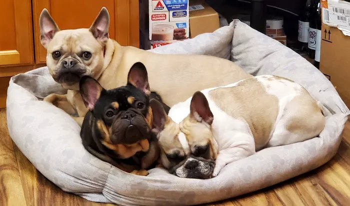 Attleboro Veterinary Clinic Picture 6