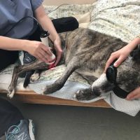 Sterling Impression Animal Rehabilitation Center ico