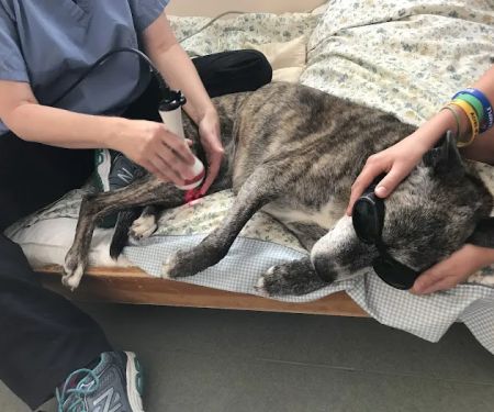 Sterling Impression Animal Rehabilitation Center