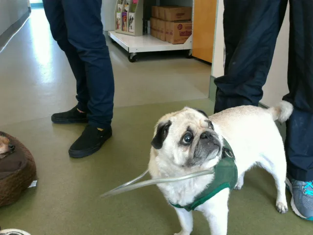Sterling Impression Animal Rehabilitation Center Picture 9