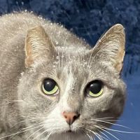 Norfolk County Veterinary Service ico