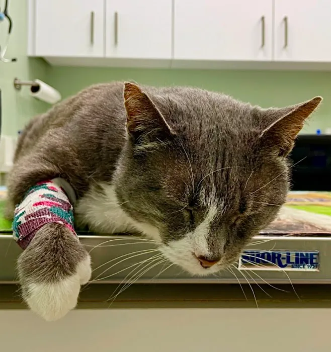 Norfolk County Veterinary Service Picture 2