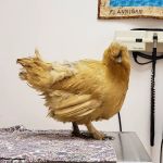 Windhover Veterinary Center