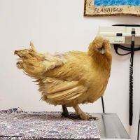 Windhover Veterinary Center ico