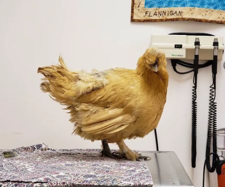 Windhover Veterinary Center