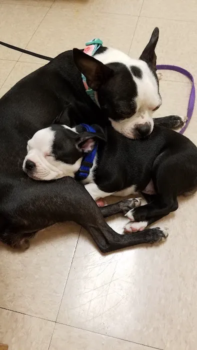 Windhover Veterinary Center Picture 7