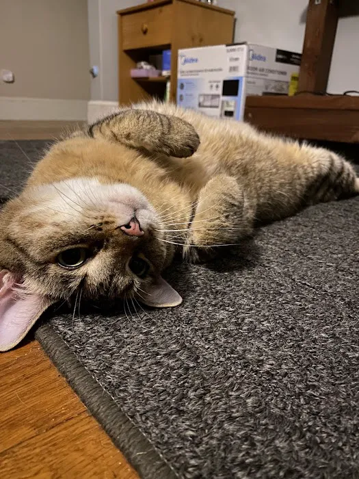 Tufts Veterinary Emergency Treatment & Specialties Picture 2