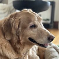Tufts Veterinary Emergency Treatment & Specialties ico