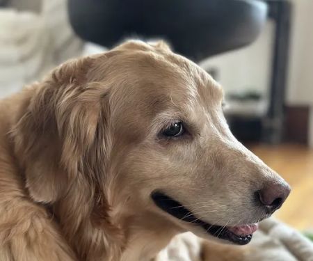Tufts Veterinary Emergency Treatment & Specialties