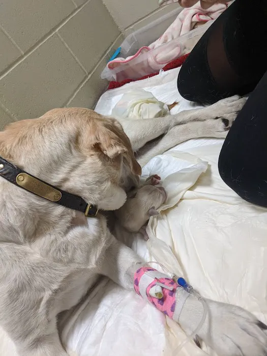 Tufts Veterinary Emergency Treatment & Specialties Picture 9