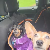 Paws In Motion ico