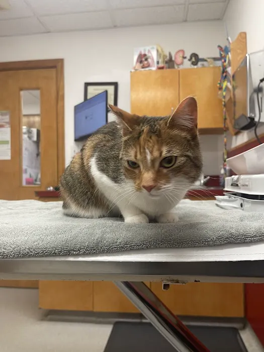 Wellesley Natick Veterinary Hospital Picture 1