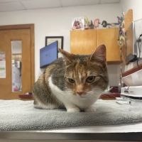 Wellesley Natick Veterinary Hospital ico