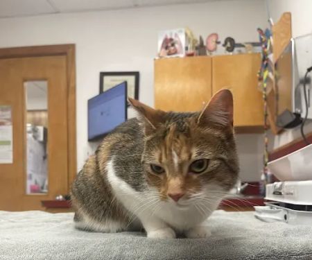 Wellesley Natick Veterinary Hospital