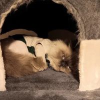Banfield Pet Hospital ico