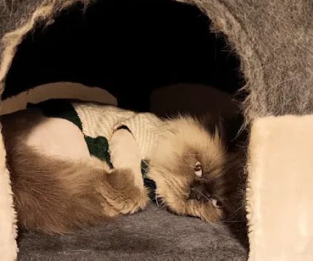 Banfield Pet Hospital