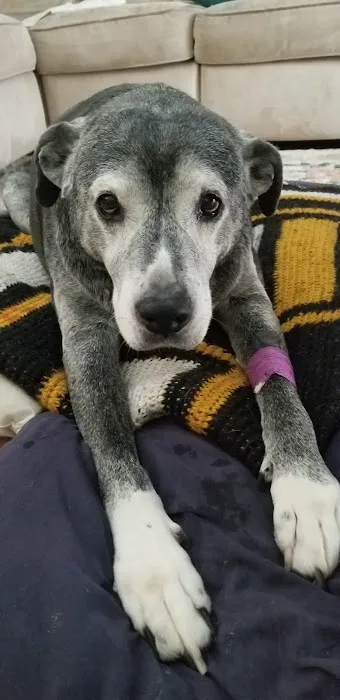 Banfield Pet Hospital Picture 3