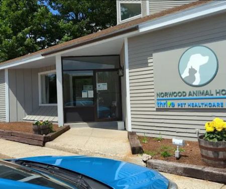 Norwood Animal Hospital, A Thrive Pet Healthcare Partner