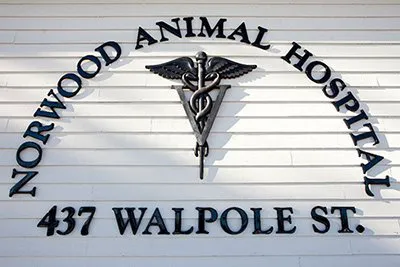 Norwood Animal Hospital, A Thrive Pet Healthcare Partner Picture 10