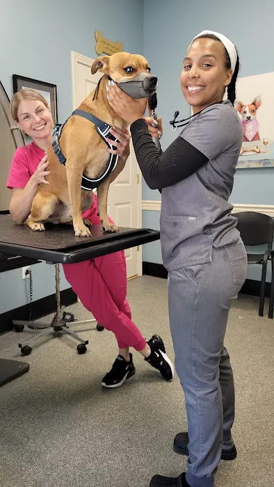 Ashfield Cheyne Veterinary Services Picture 7