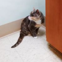 Foxboro Animal Hospital ico