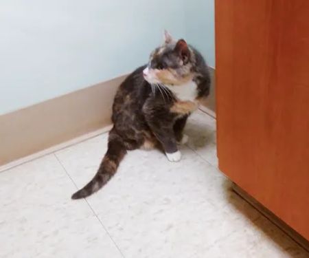 Foxboro Animal Hospital
