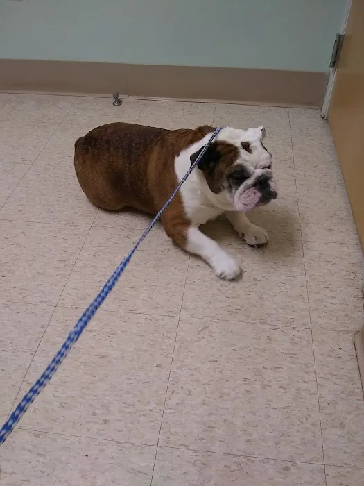 Foxboro Animal Hospital Picture 8