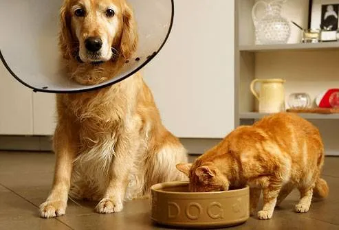Sharon Veterinary Clinic Picture 6