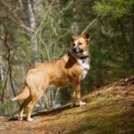 Wayland Animal Clinic