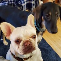 Sudbury Animal Hospital ico