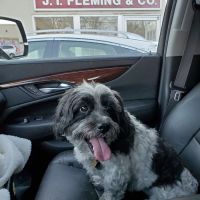 Wellesley Animal Hospital ico