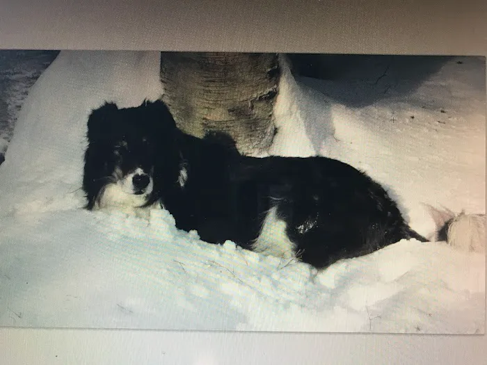 Wellesley Animal Hospital Picture 4