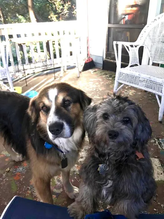 Wellesley Animal Hospital Picture 6
