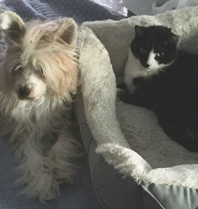 Wellesley Animal Hospital Picture 10