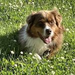 Hidden Brook Veterinary Services