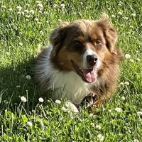 Hidden Brook Veterinary Services ico