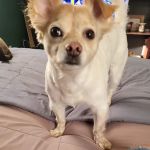 New England Animal Hospital