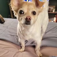 New England Animal Hospital ico