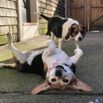 VCA Capeway Animal Hospital