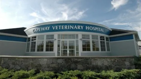 VCA Capeway Animal Hospital Picture 2