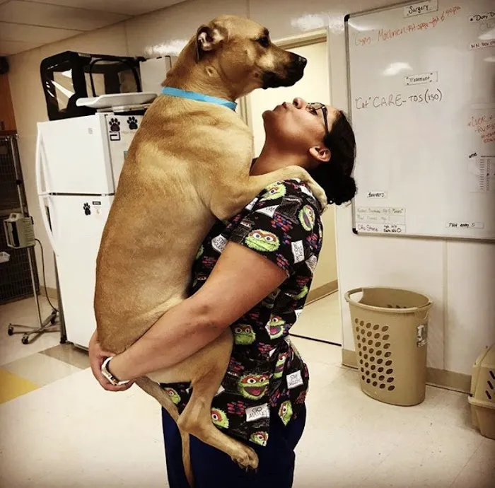 VCA Capeway Animal Hospital Picture 8