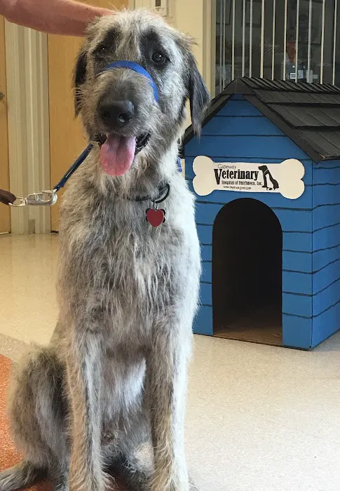 VCA Capeway Animal Hospital Picture 10