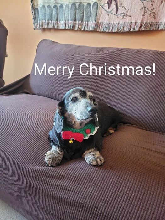 All Pets Mobile Vet Picture 1