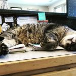 Acton Animal Hospital
