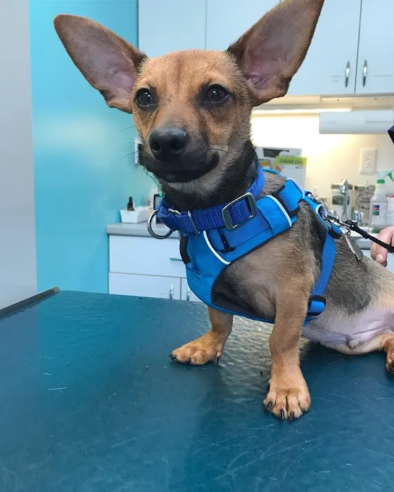 Acton Animal Hospital Picture 2
