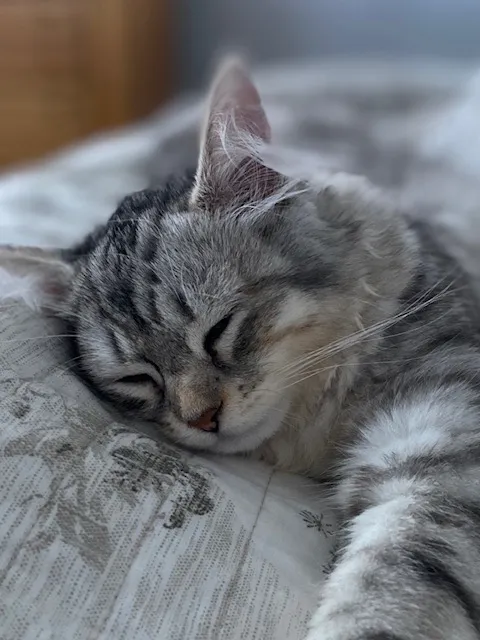 ABCsiberiancattery Picture 1