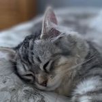 ABCsiberiancattery