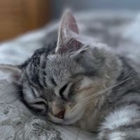 ABCsiberiancattery ico